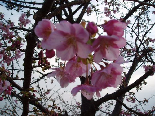 2月5日の桜です